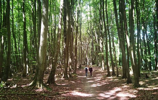 Wandern durch die Buchenwälder Rügens