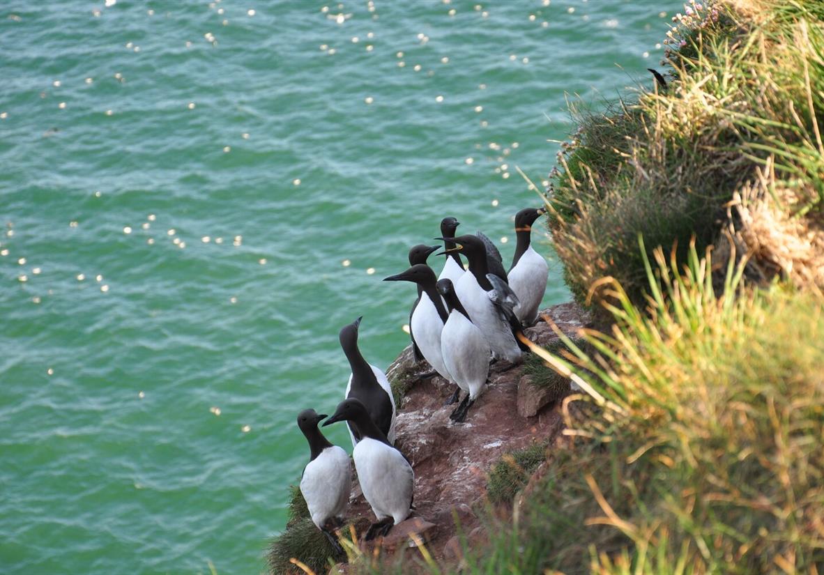 Guillemots on the cliffs