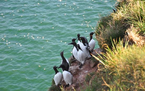 Guillemots on the cliffs