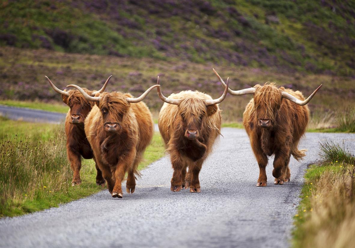 Highlands Cows auf Skye