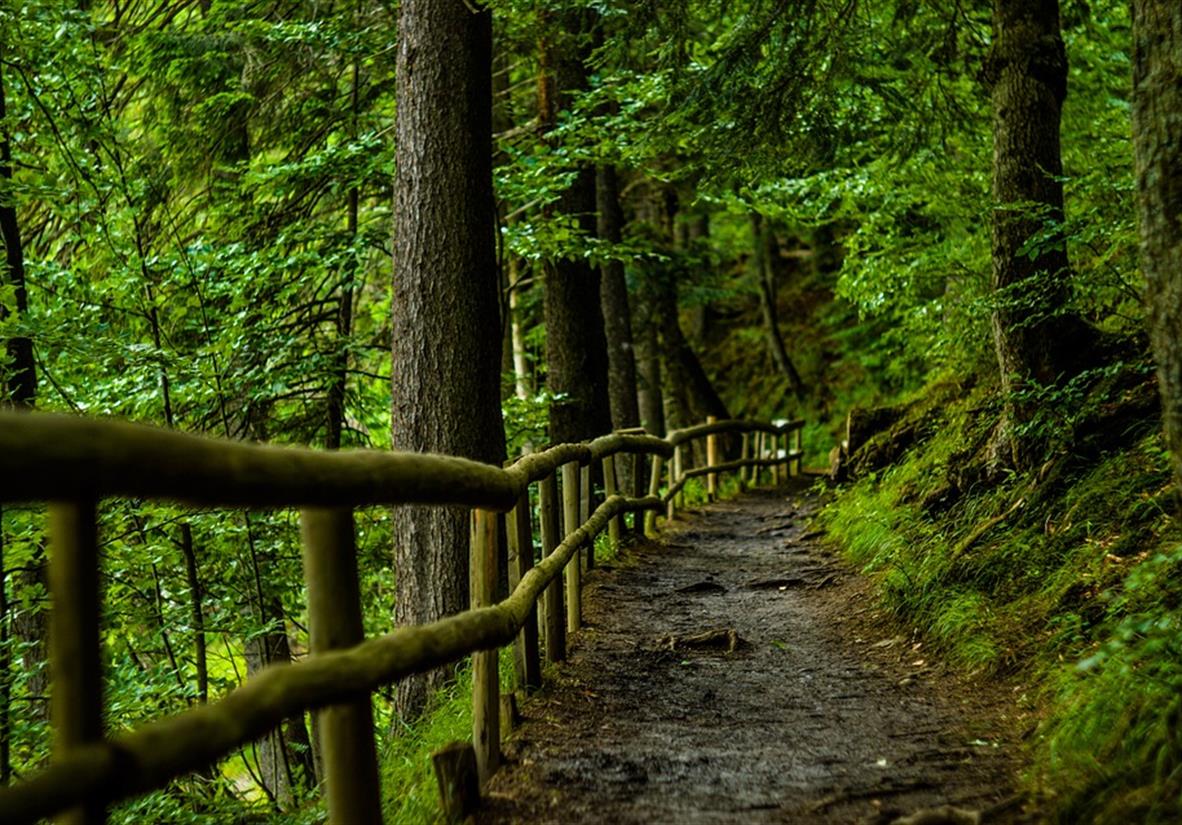 Forstwege und Waldpfade auf dem Westweg