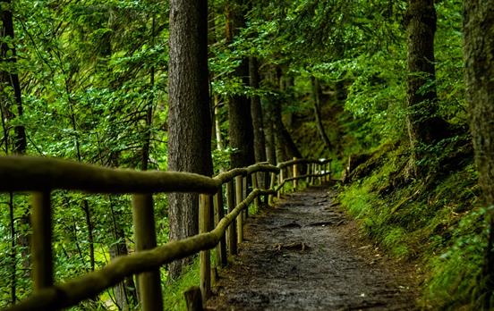 Forstwege und Waldpfade auf dem Westweg