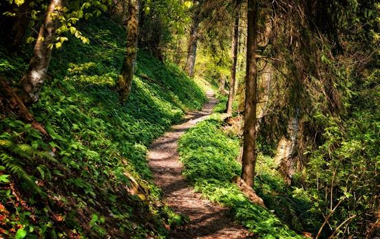 Auf schönen Wanderpfaden unterwegs im Schwarzwald