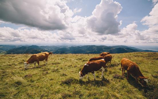 Wanderkumpanen auf dem Belchen