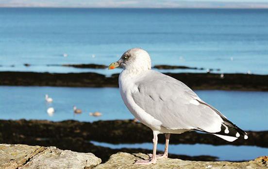 A seagull near St Andrews
