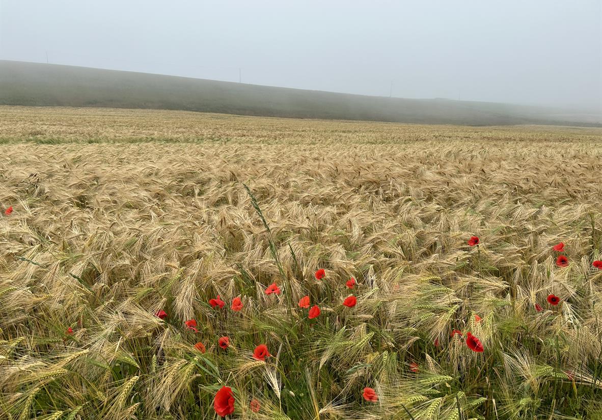 Field &amp; flowers on the Fife Coastal Path