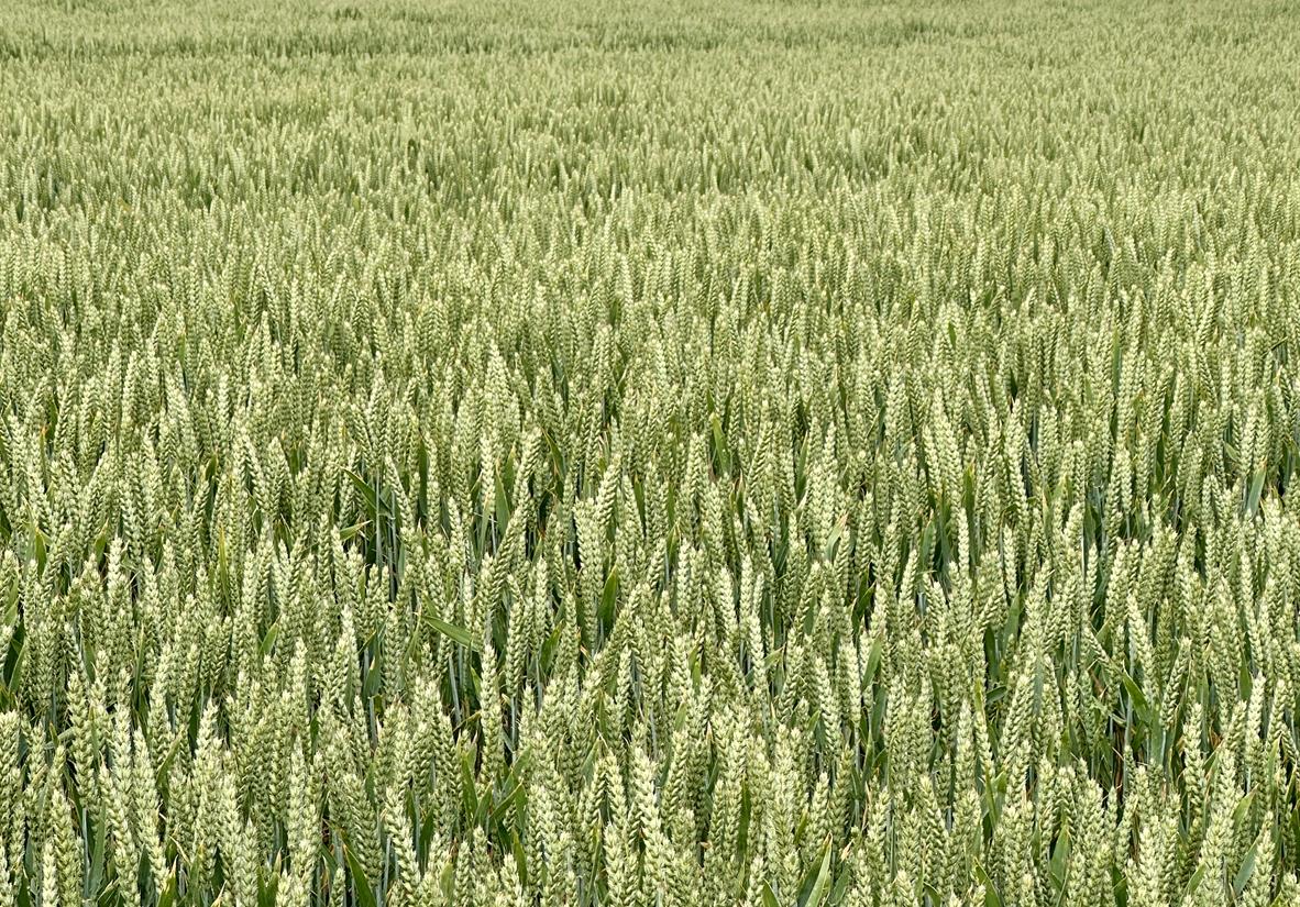 Field of wheat