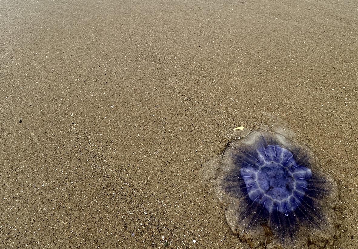 jellyfish at low tide