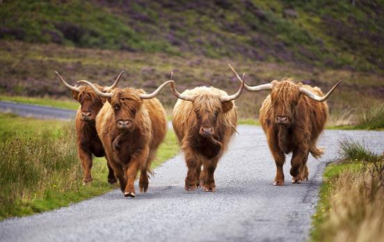 Highland Kühe auf der Isle of Skye