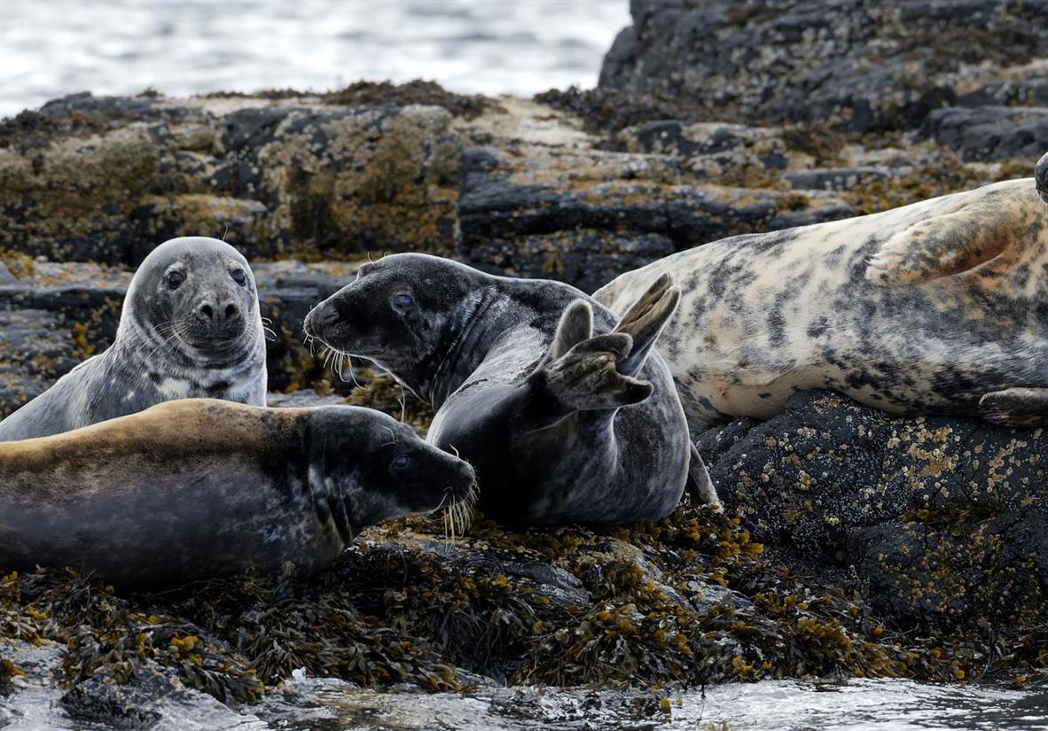 Local seals
