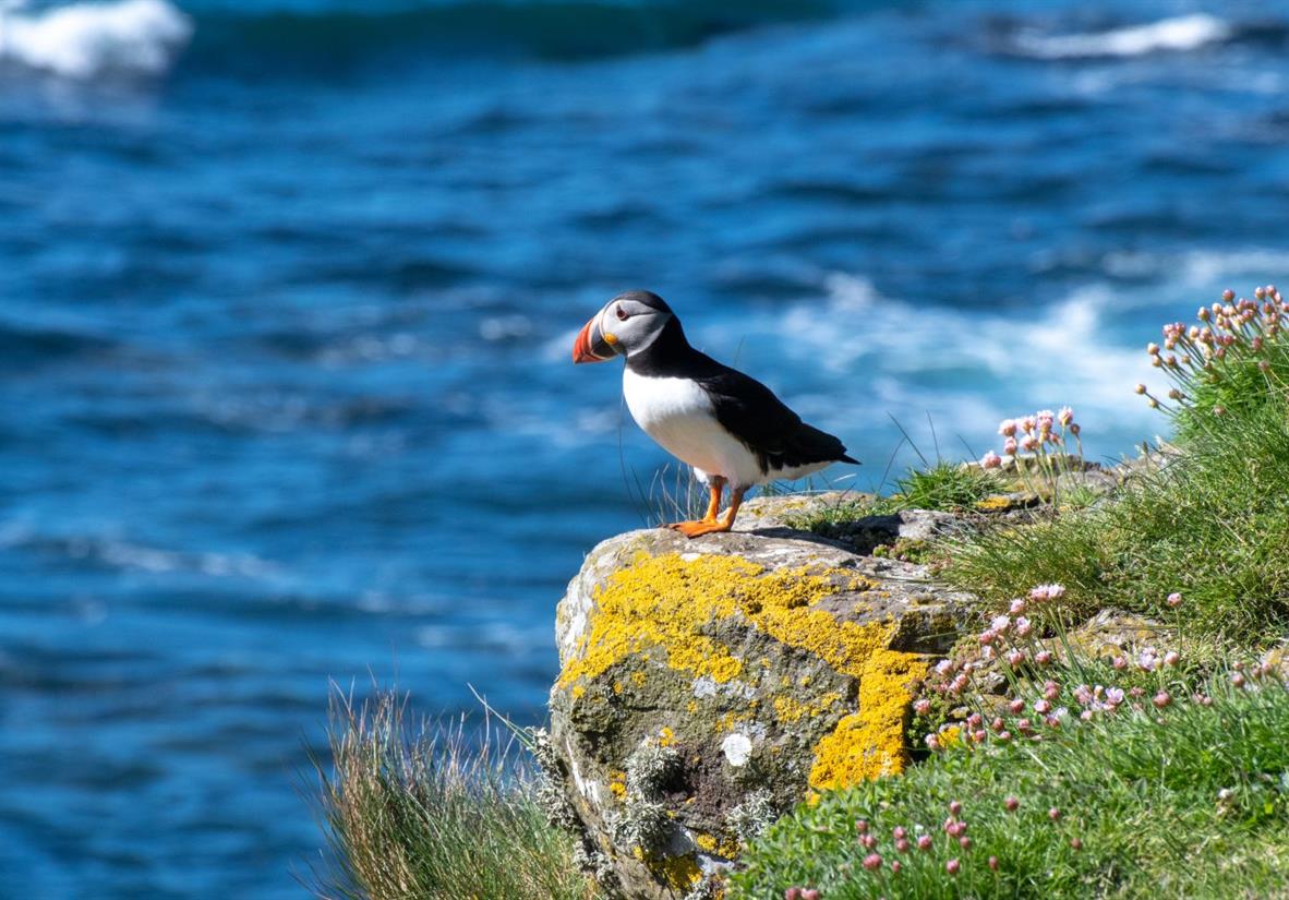 Puffins on the Treshnish Isles
