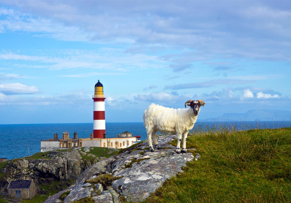 Blackface Sheep &amp; Lighthouse