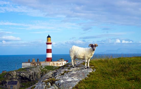Blackface Sheep &amp; Lighthouse