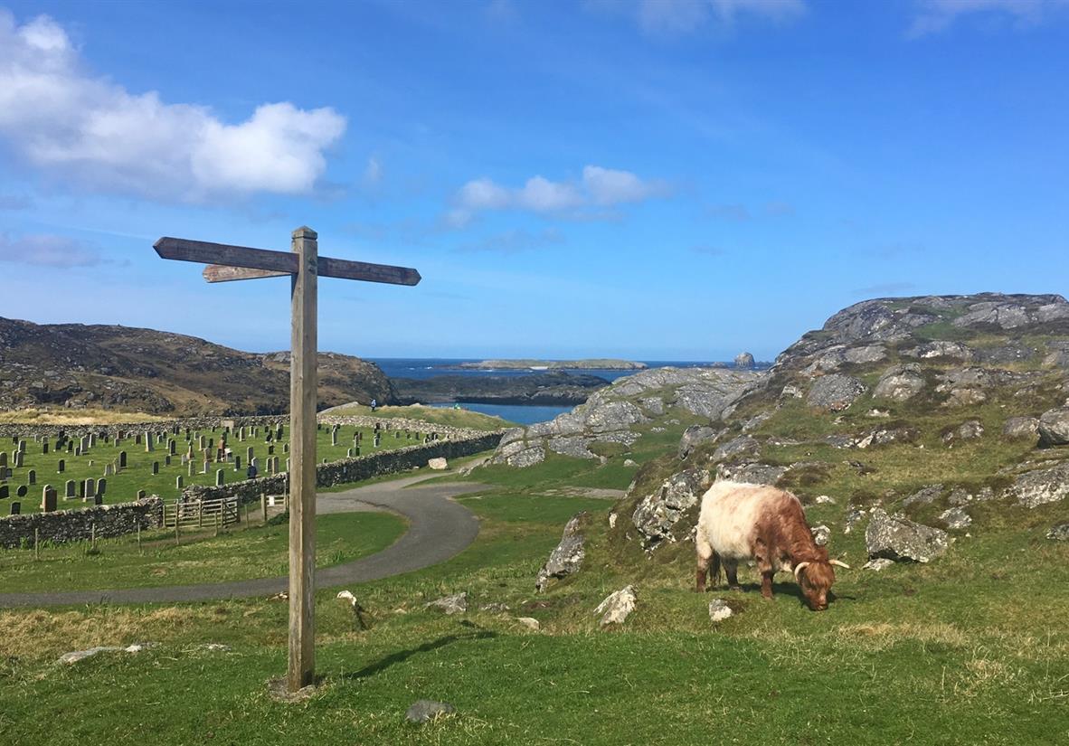 Harris - Hochlandkühe und Wegweiser