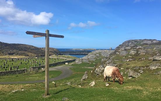 Harris - Hochlandkühe und Wegweiser