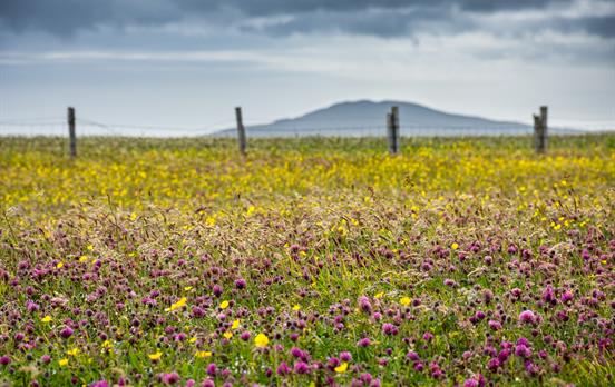 "Machair" Wildblumen auf den Dünen der Hebriden