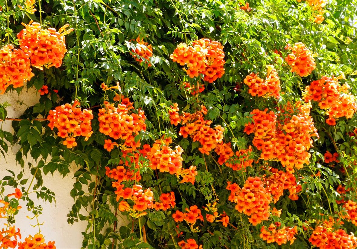 Colourful flowers blossom along the route