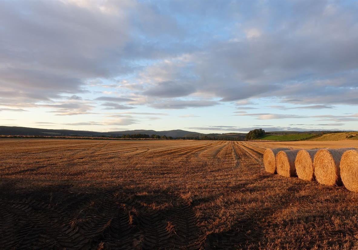 Golden fields at the Speyside Way