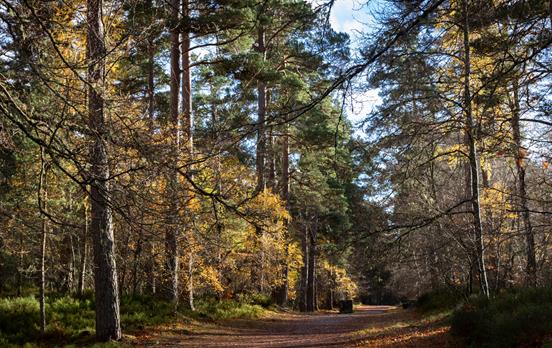 Das Anagach-Waldland, Grantown-on-Spey