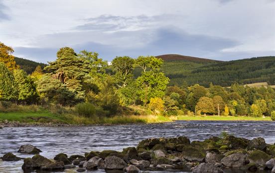 Der üppige Wald um Craigellachie