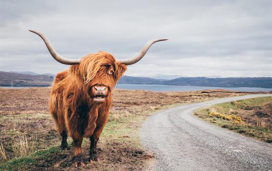 Look out for Scotland's Highland coo en-route