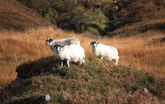 Begegnungen am Wegesrand