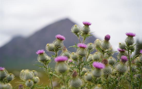 Scottish Thistle