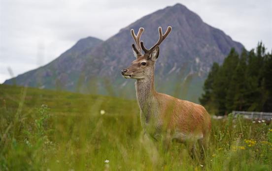 Wildlife in the Highlands