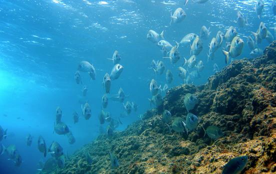Faszinierende Unterwasserwelt bei den Medes-Inseln