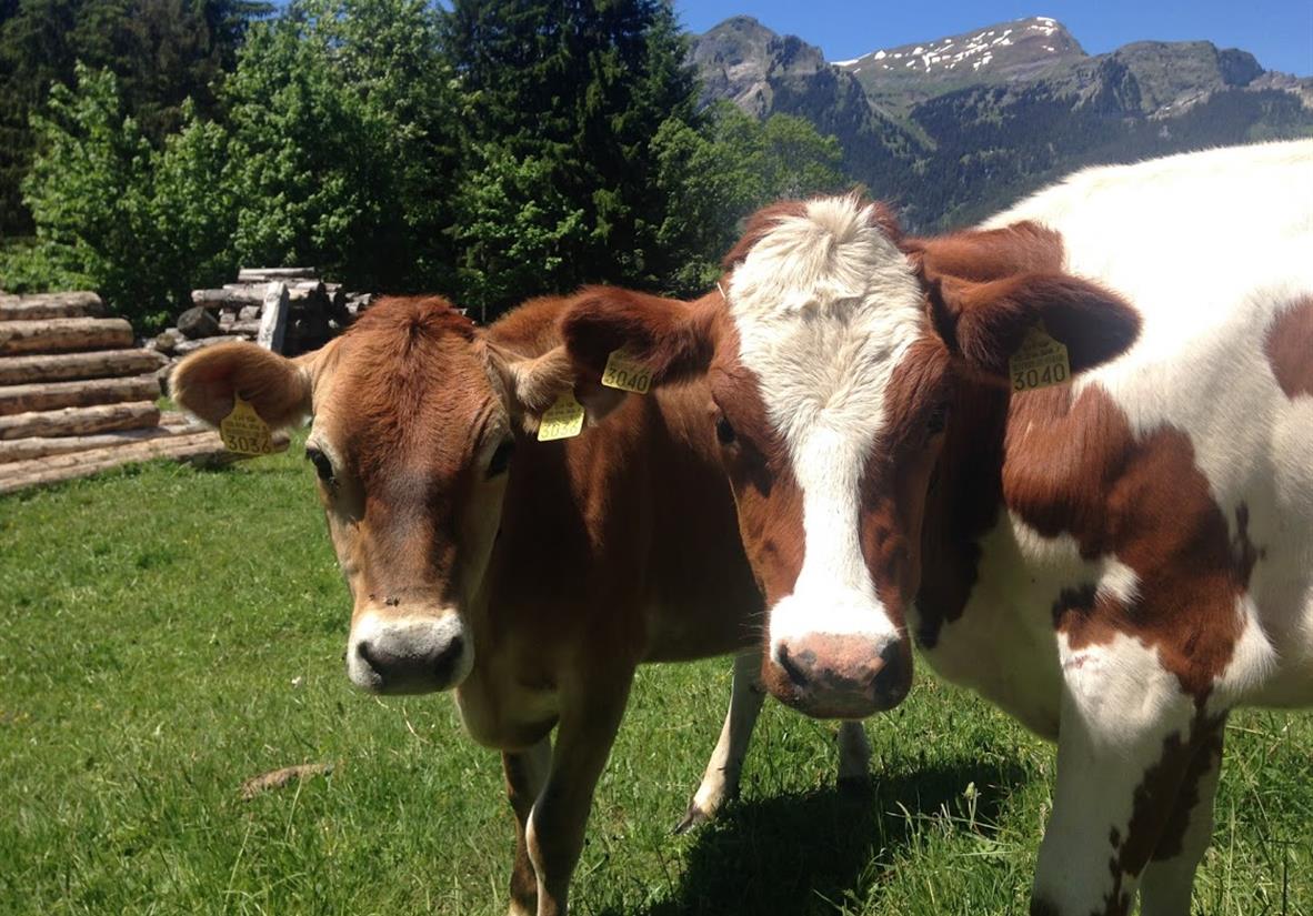New friends