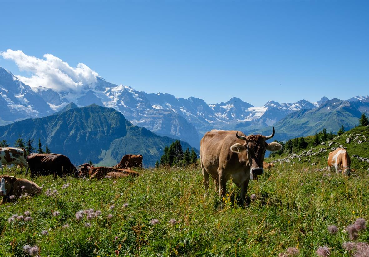 Alpine Cow