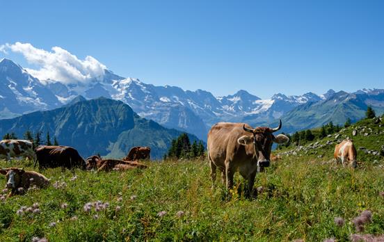 Alpine Cow