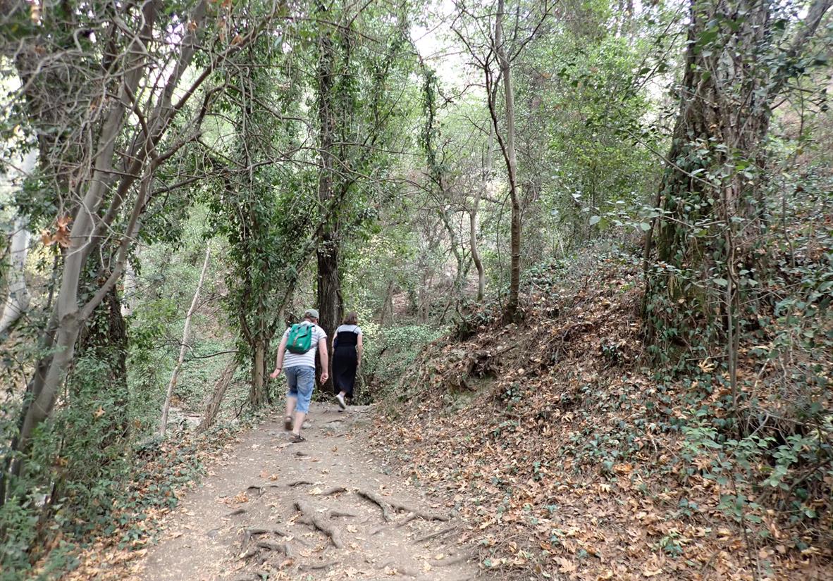 Durch den Wald im Troodos Gebirge