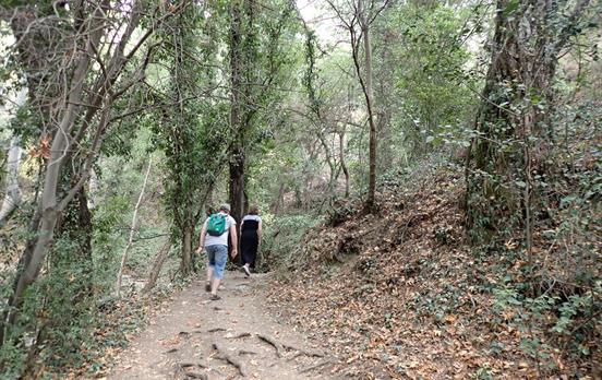 Durch den Wald im Troodos Gebirge