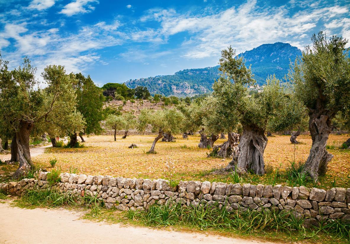 Entspanntes Wandern durch alte Olivenhaine