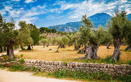 Entspanntes Wandern durch alte Olivenhaine