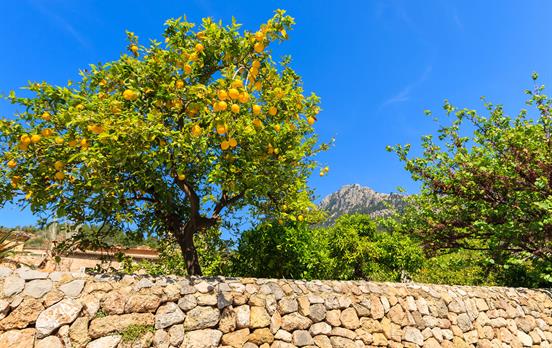 Wandern im Tal der Zitrusfrüchte
