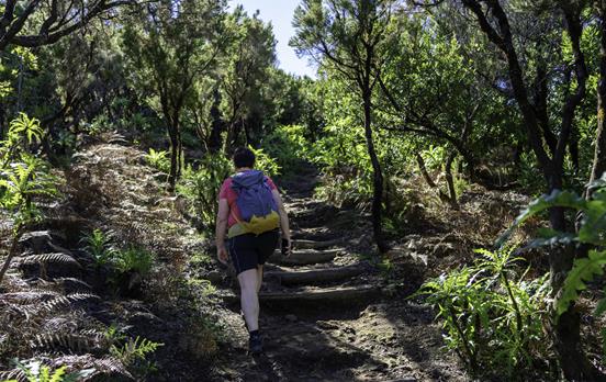 Wandern im Lorbeerwald