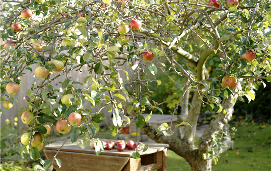 Kivik, the apple kingdom of Sweden