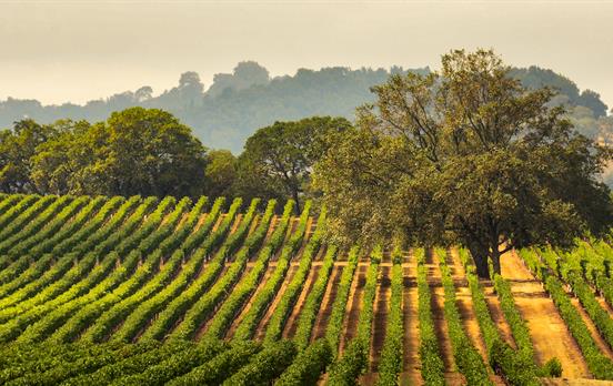 Tour the famous vineyards of Sonoma