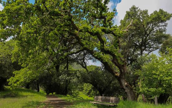 A beautiful stroll through Jack London State Park