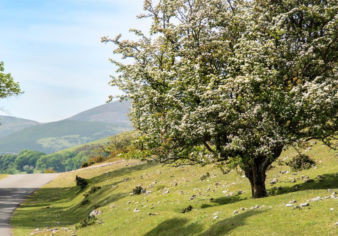 Near Castell Dinas Brnin
