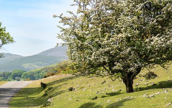 Near Castell Dinas Brnin