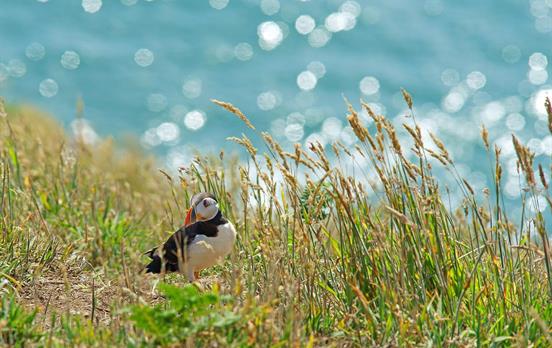 Papageientaucher auf der Insel Skomer