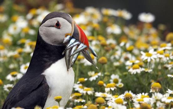Papageientaucher auf dem Pembrokeshire Coast Path