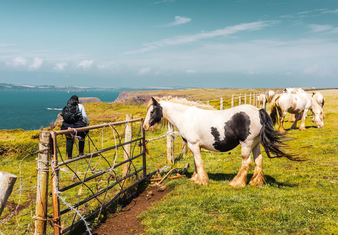 Beautiful horses on the trail