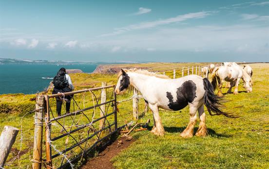 Beautiful horses on the trail