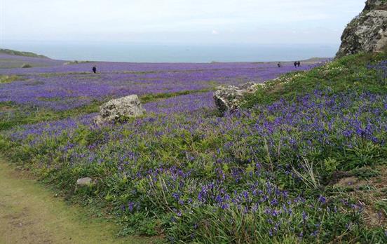 Sie wandern durch blühende Heide