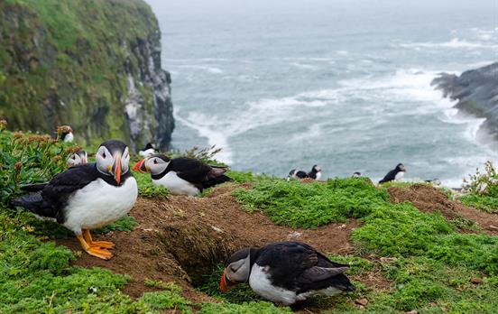 Puffins sind bekannt für diese Region