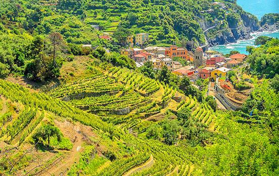 Cinque Terre vineyards